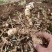 黄精种植苗新鲜鸡头黄精种苗现挖鸡头参种子中药材黄金苗九蒸