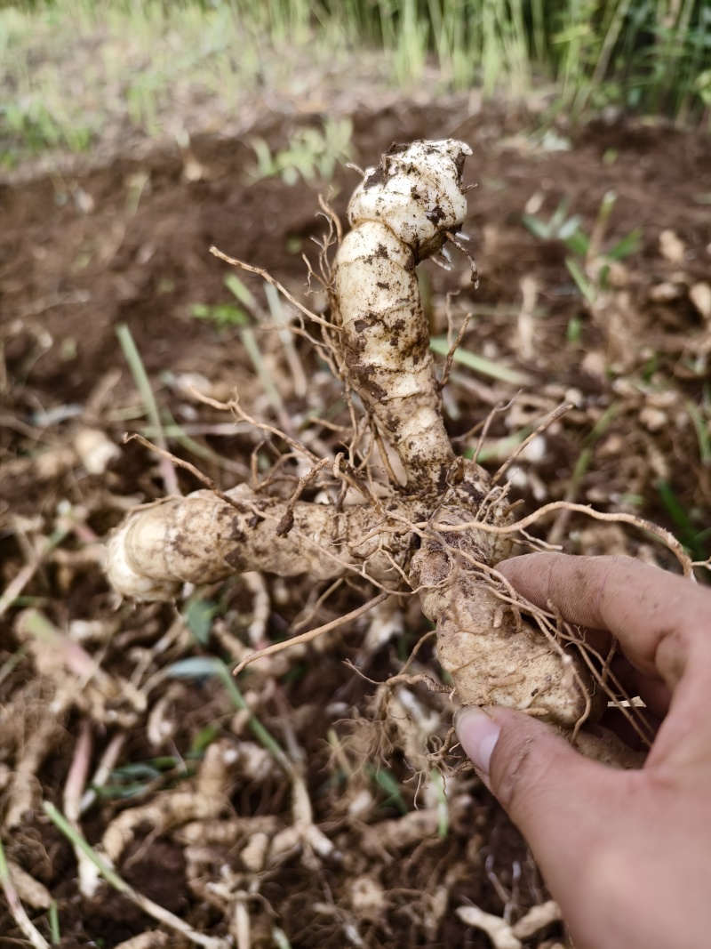 黄精种植苗新鲜鸡头黄精种苗现挖鸡头参种子中药材黄金苗九蒸