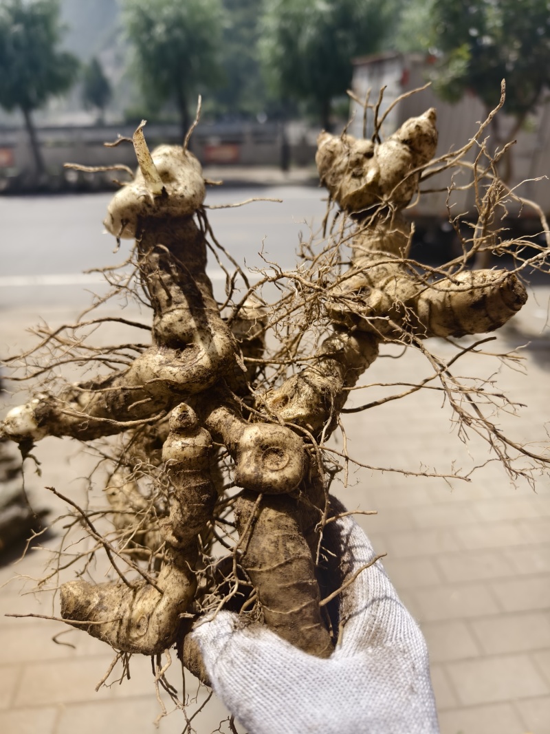 黄精种植苗新鲜鸡头黄精种苗现挖鸡头参种子中药材黄金苗九蒸