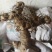 黄精种植苗新鲜鸡头黄精种苗现挖鸡头参种子中药材黄金苗九蒸