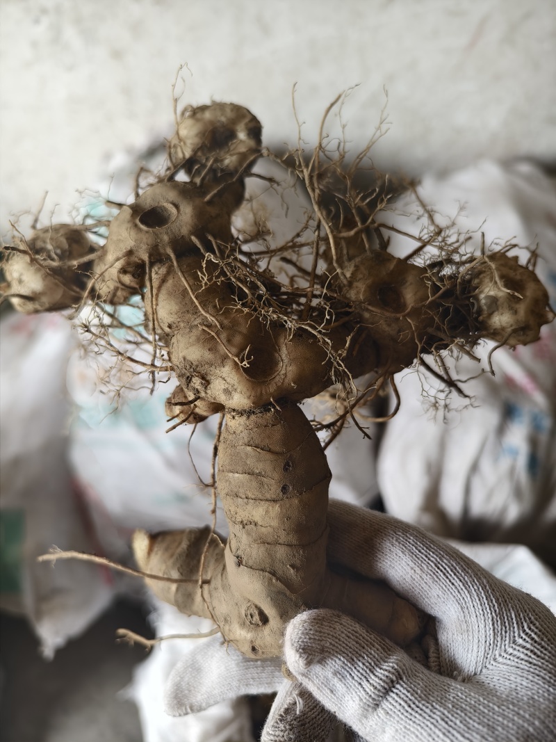 黄精种植苗新鲜鸡头黄精种苗现挖鸡头参种子中药材黄金苗九蒸