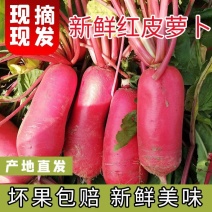 宜昌热卖红皮萝卜红萝卜大量供应可视频看货欢迎来电采购