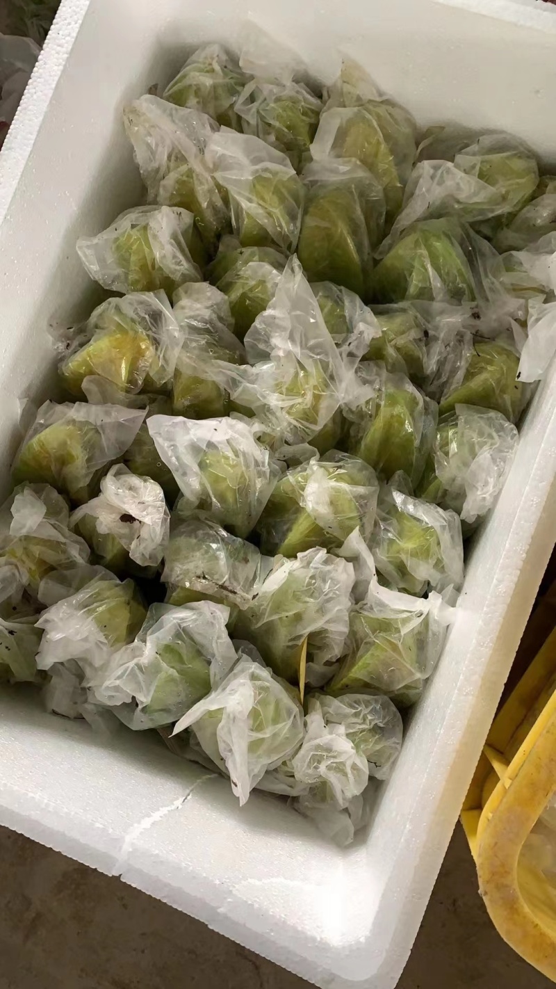 广东杨桃产地一手，量大可优惠，质量保证，视频看货全国订货