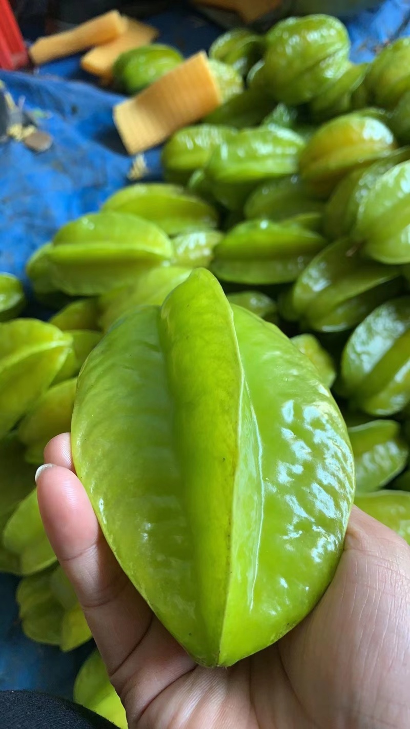 广东杨桃产地一手，量大可优惠，质量保证，视频看货全国订货