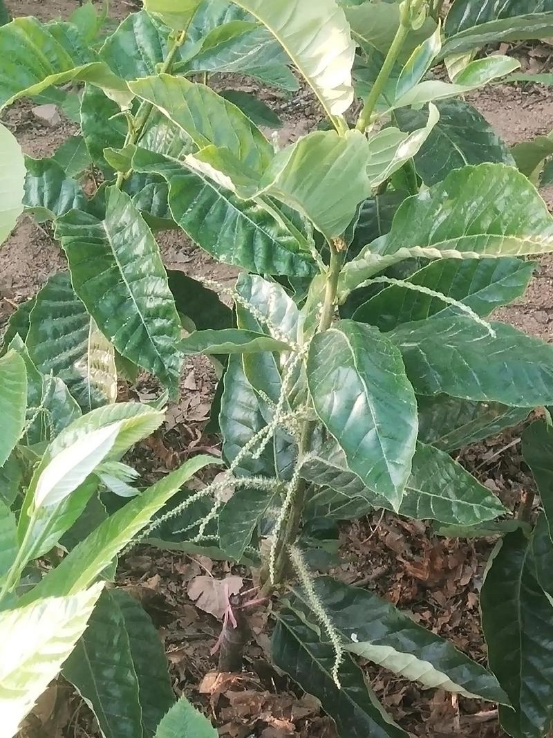 【推荐】板栗苗板栗树苗板栗小苗基地直发现挖现发