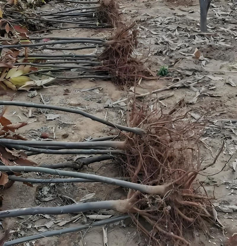 【推荐】板栗苗板栗树苗板栗小苗基地直发现挖现发