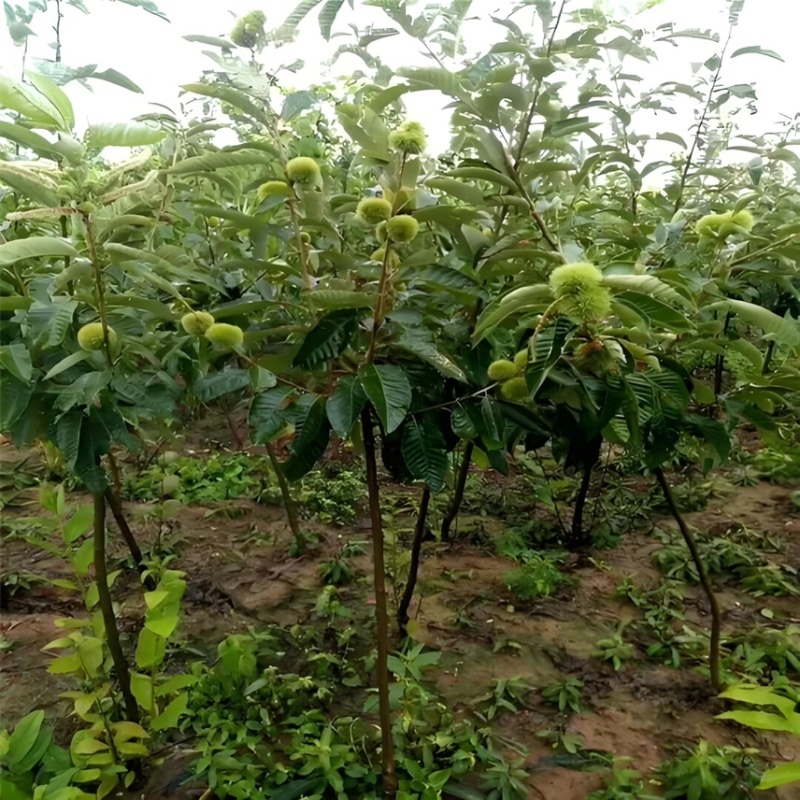 【推荐】板栗苗板栗树苗板栗小苗基地直发现挖现发