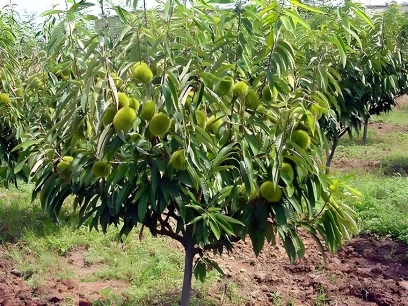 【推荐】板栗苗板栗树苗板栗小苗基地直发现挖现发