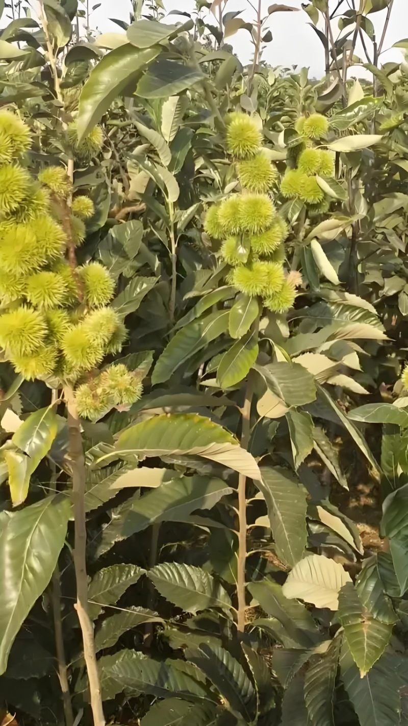 【推荐】板栗苗板栗树苗板栗小苗基地直发现挖现发