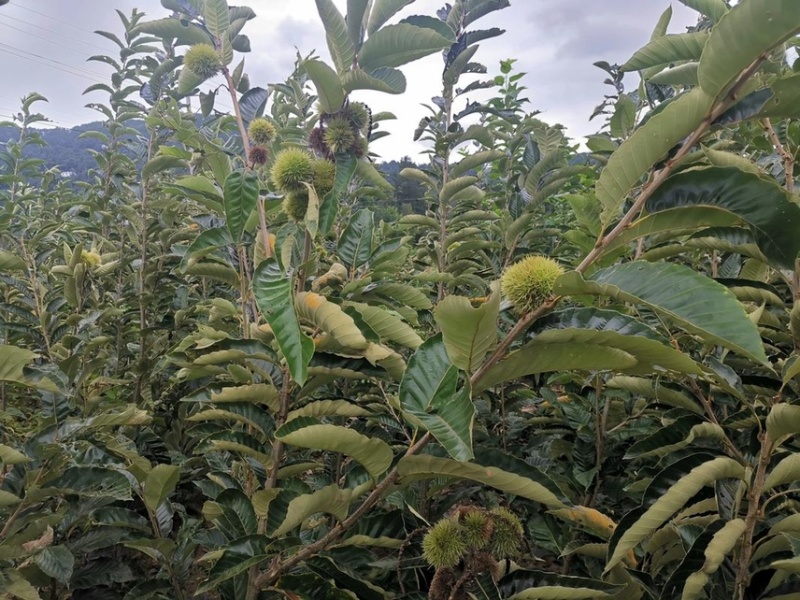 【推荐】板栗苗板栗树苗板栗小苗基地直发现挖现发
