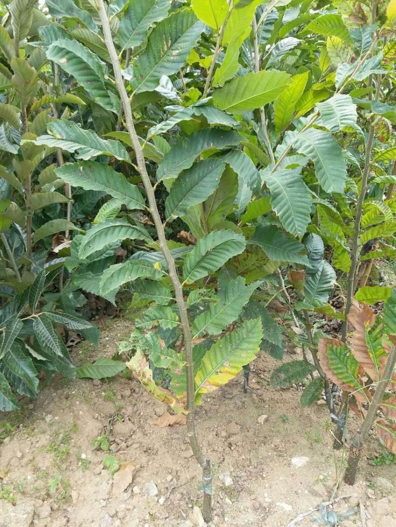【推荐】板栗苗板栗树苗板栗小苗基地直发现挖现发