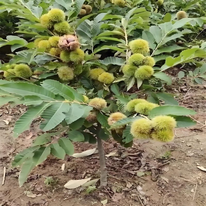 【推荐】板栗苗板栗树苗板栗小苗基地直发现挖现发