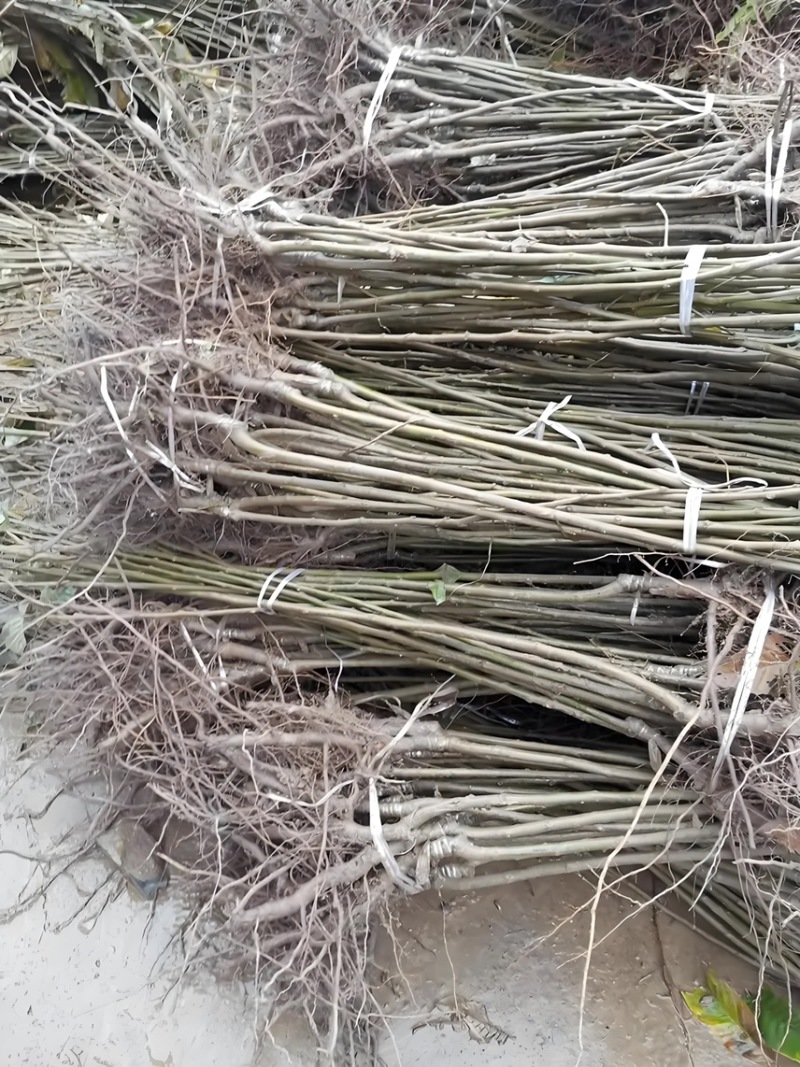 【推荐】板栗苗板栗树苗板栗小苗基地直发现挖现发