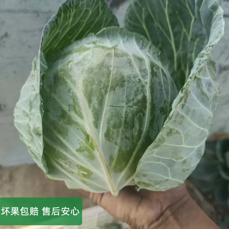 精品圆包菜，大量有货供应，对接各大市场商超电商