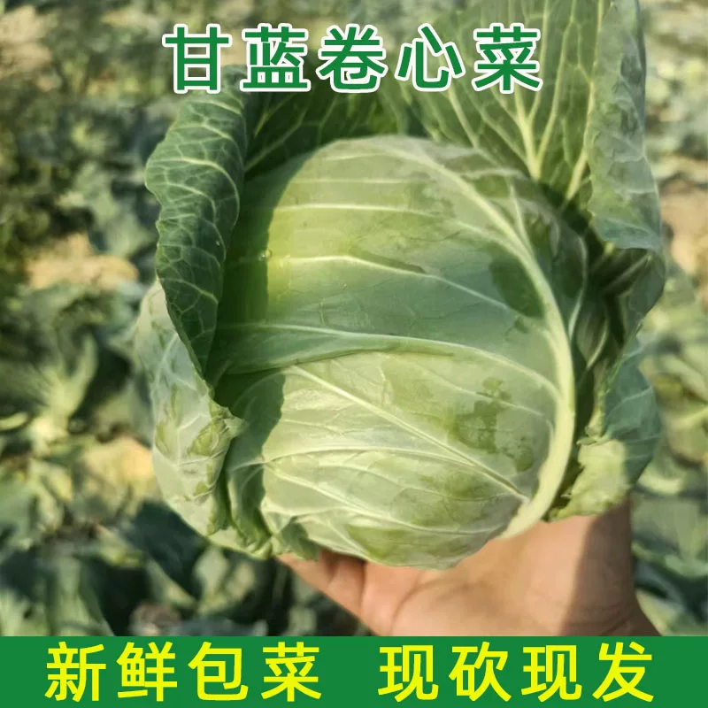 精品圆包菜，大量有货供应，对接各大市场商超电商