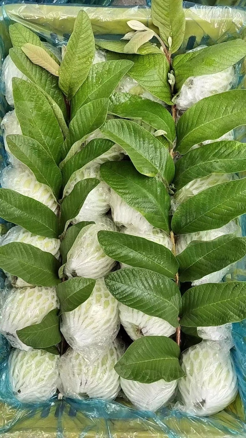 广东芭乐番石榴，一手货源，质量保证，量大从优，欢迎致电