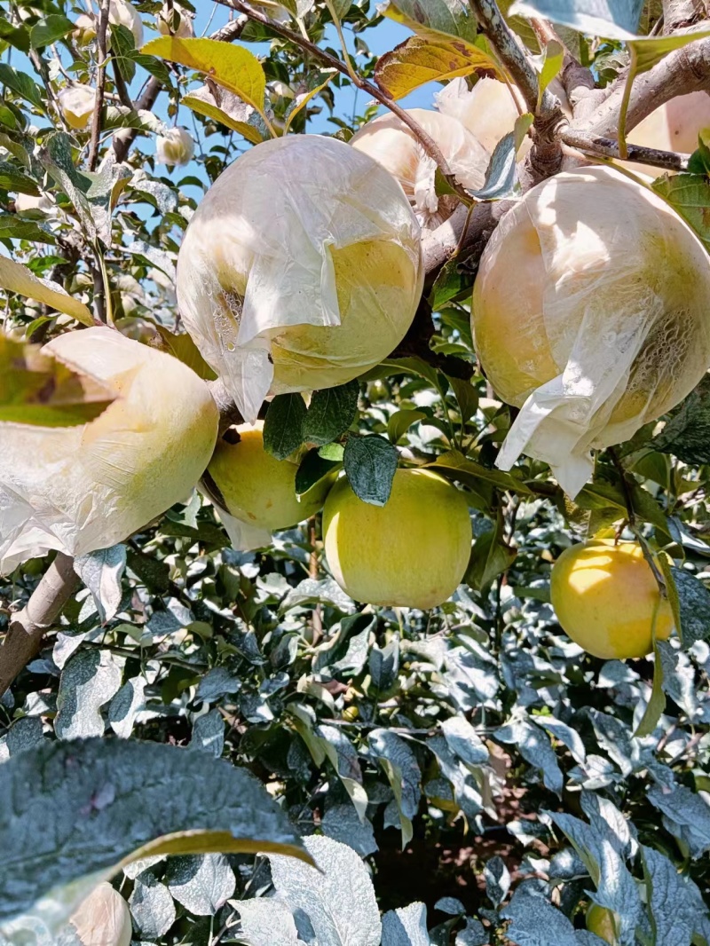 青岛青森水蜜桃苹果大量上市产地直发现摘现发