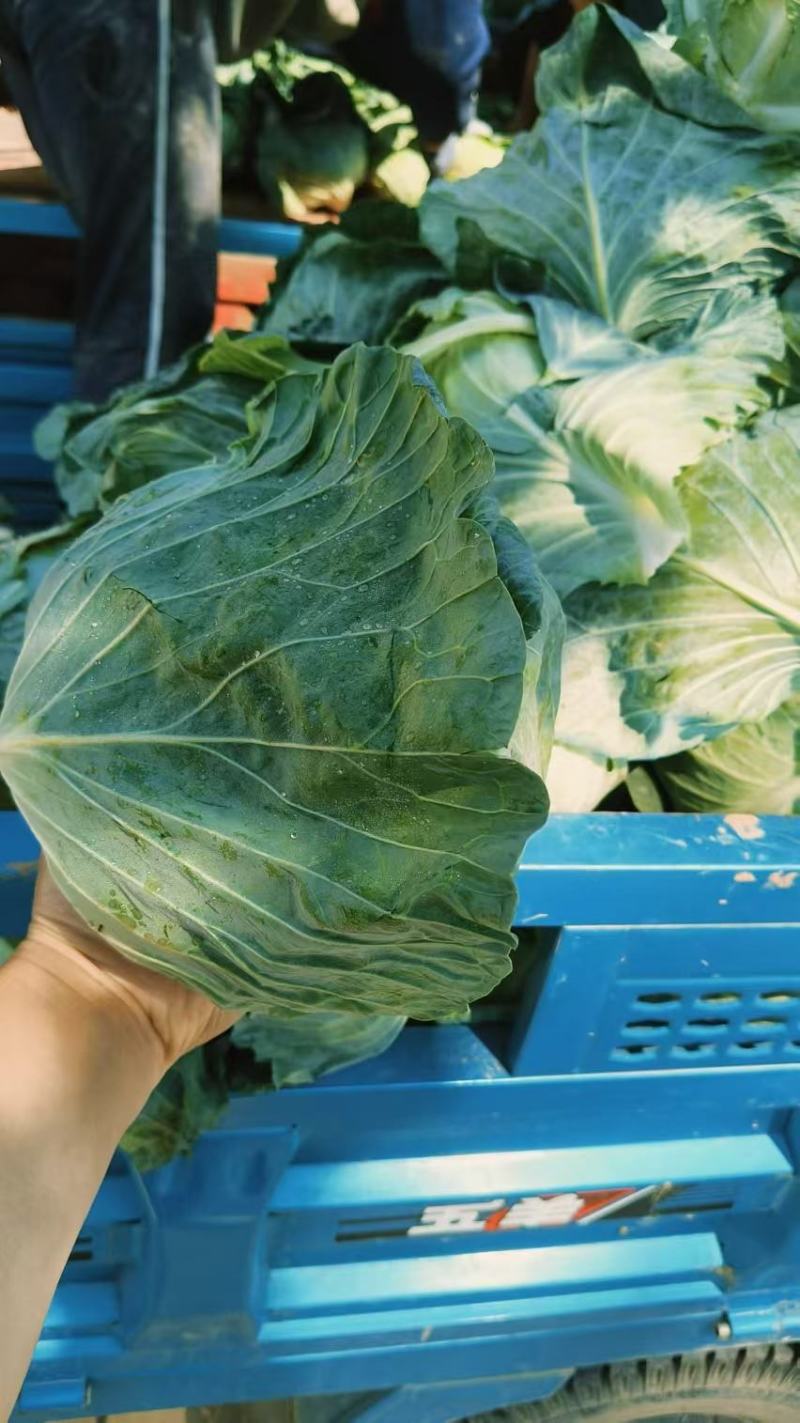 河南包菜价格美丽供应全国档口商超社团电商平台可视频看货