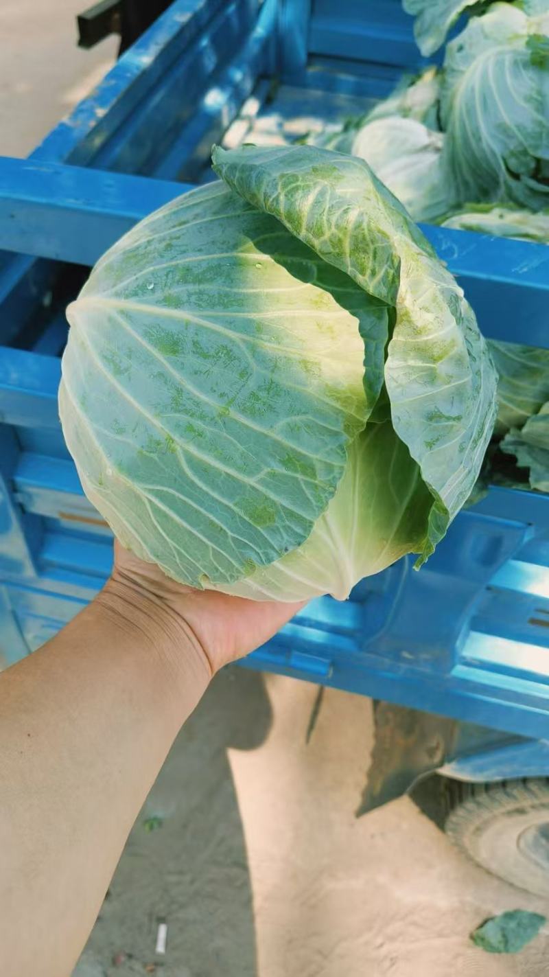 河南包菜价格美丽供应全国档口商超社团电商平台可视频看货