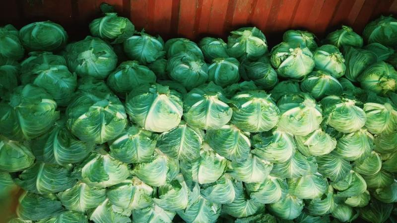 河南包菜价格美丽供应全国档口商超社团电商平台可视频看货