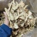 当归片甘肃岷县大片无硫当归头片常年大货批发24小时发货