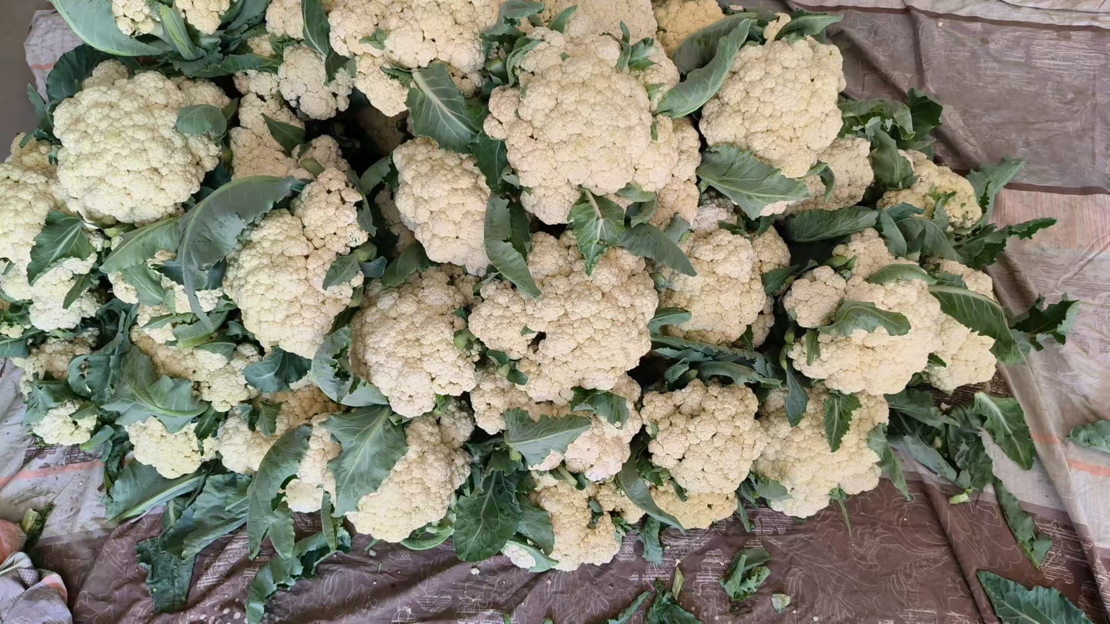 展示市场中新鲜的圆白菜堆放在摊位上,叶片翠绿、紧实饱满 新鲜圆白菜在市场上的展示图