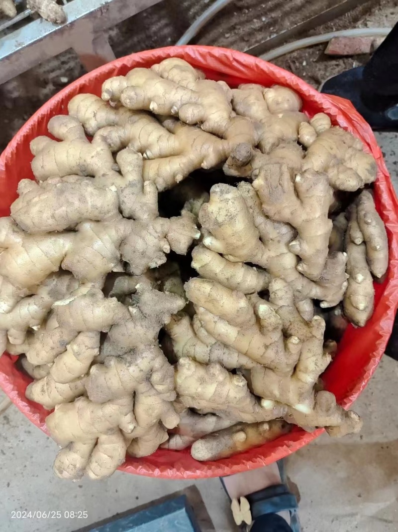 【优选】新姜大黄姜！山东生姜长期供货！优质小黄姜