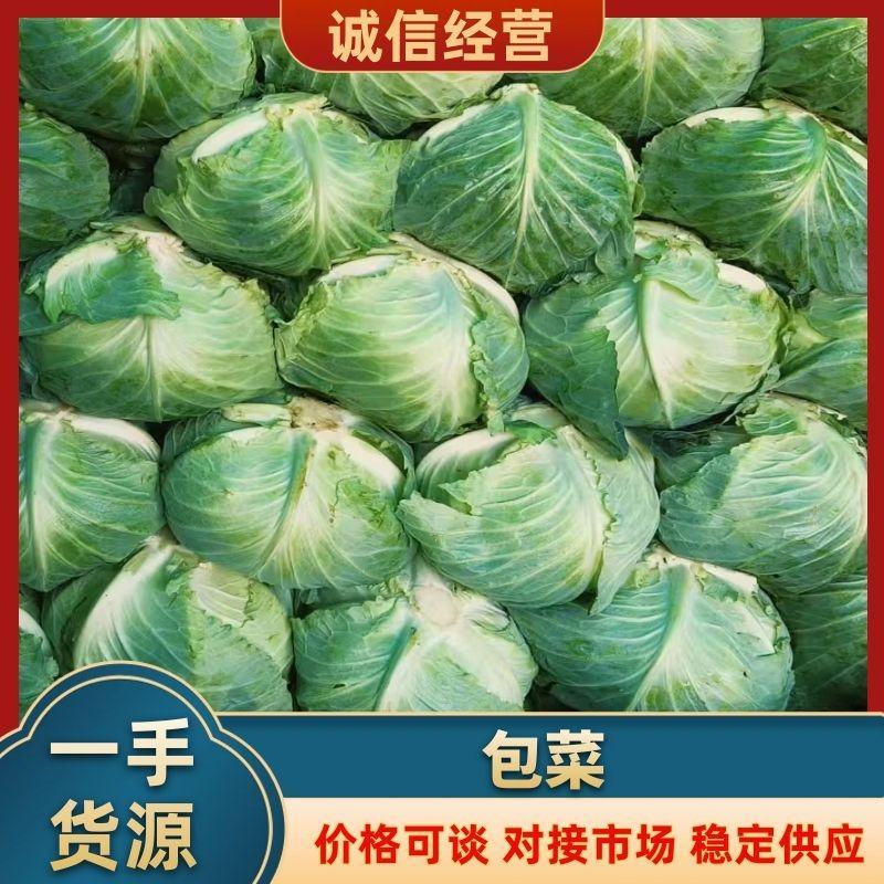 河南包菜价格美丽供应全国档口商超社团电商平台可视频看货