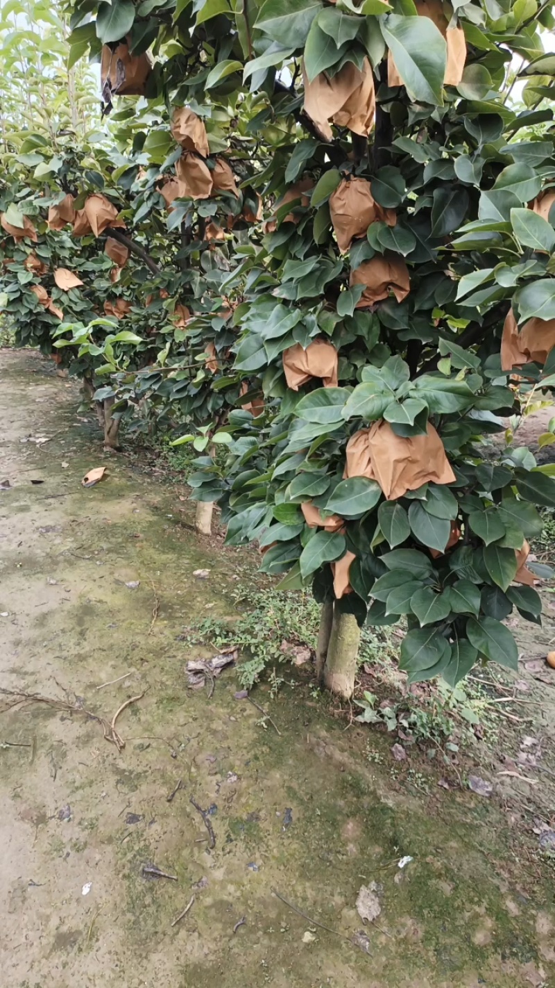 晚秋黄梨大量上市价格便宜