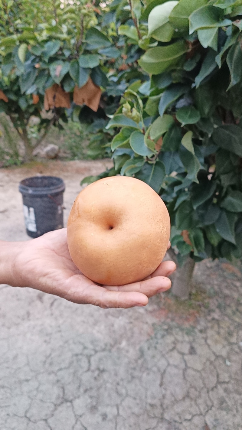 晚秋黄梨大量上市价格便宜