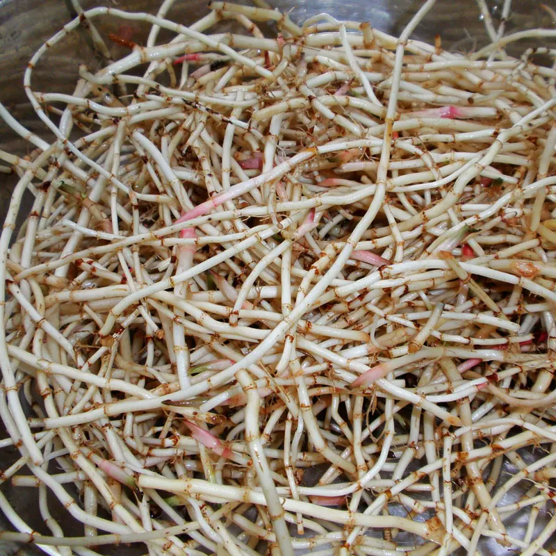 精品节节根，大量有货供应，对接各大市场商超电商
