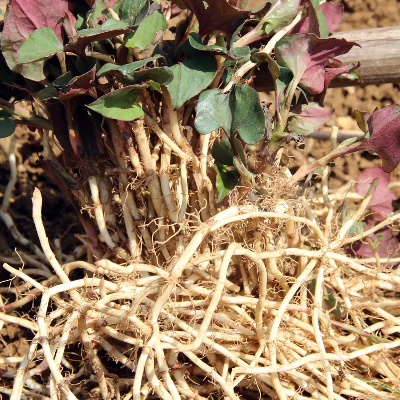 精品节节根，大量有货供应，对接各大市场商超电商
