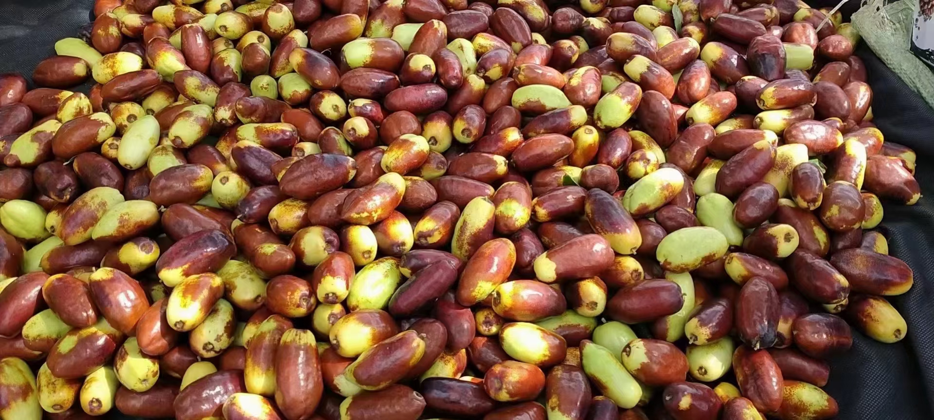 展示新鲜枣与干燥红枣的对比图片,突出颜色、质地和形态的差异 鲜枣与红枣的对比图