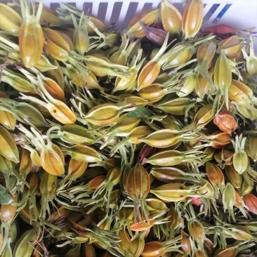 栀子花开，山桅子花干果，干纯净