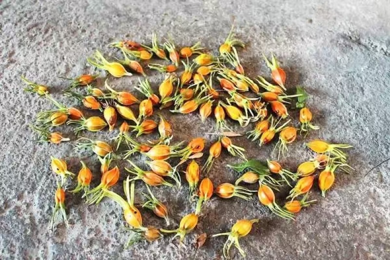 栀子花开，山桅子花干果，干纯净