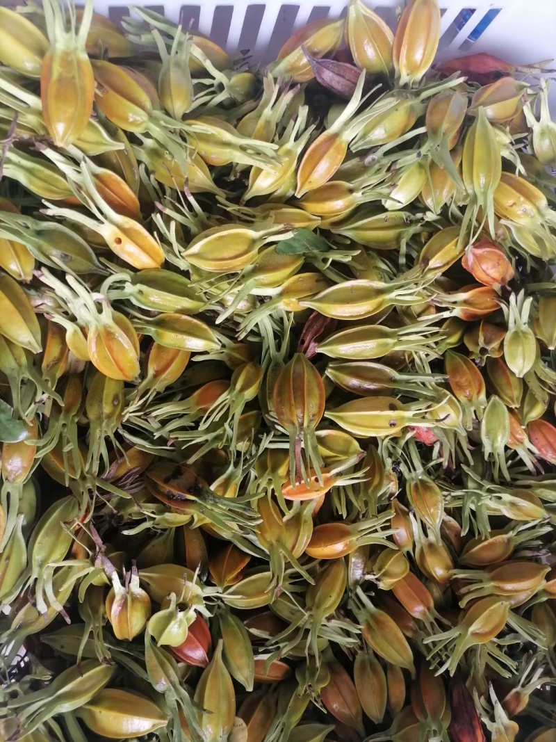 栀子花开，山桅子花干果，干纯净