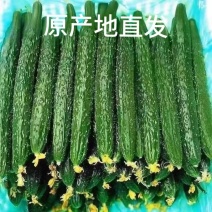 精品刺黄瓜，大量有货供应，对接各大市场商超电商