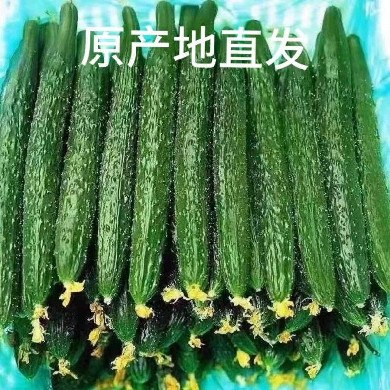 精品刺黄瓜，大量有货供应，对接各大市场商超电商
