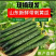 精品刺黄瓜，大量有货供应，对接各大市场商超电商