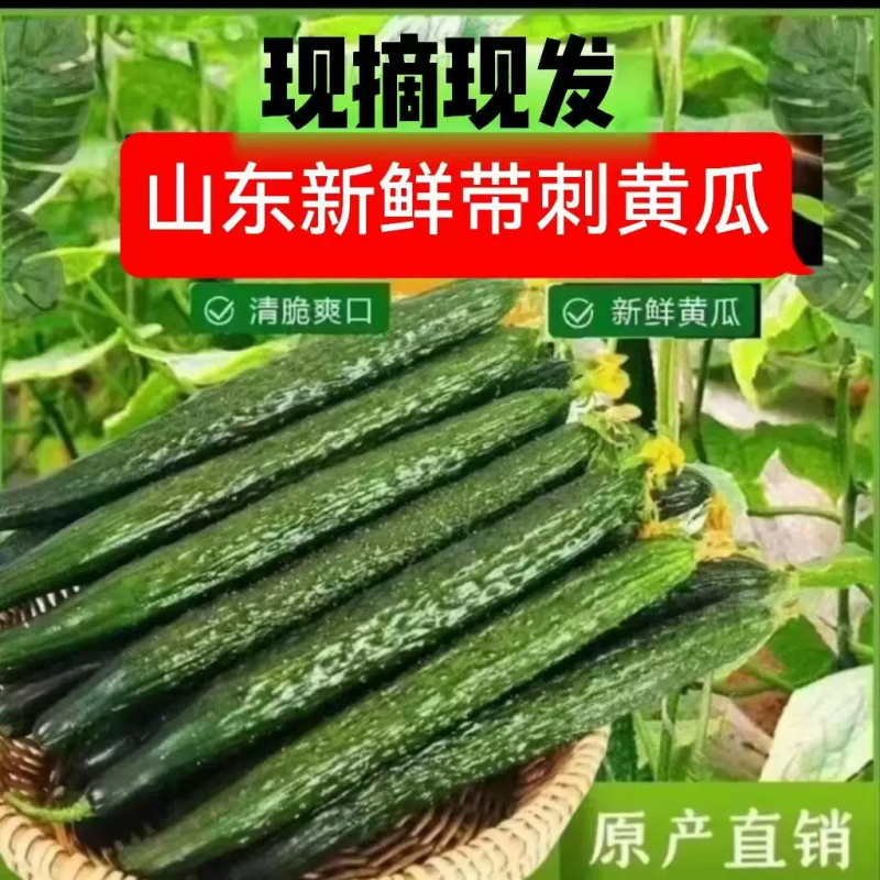 精品刺黄瓜，大量有货供应，对接各大市场商超电商