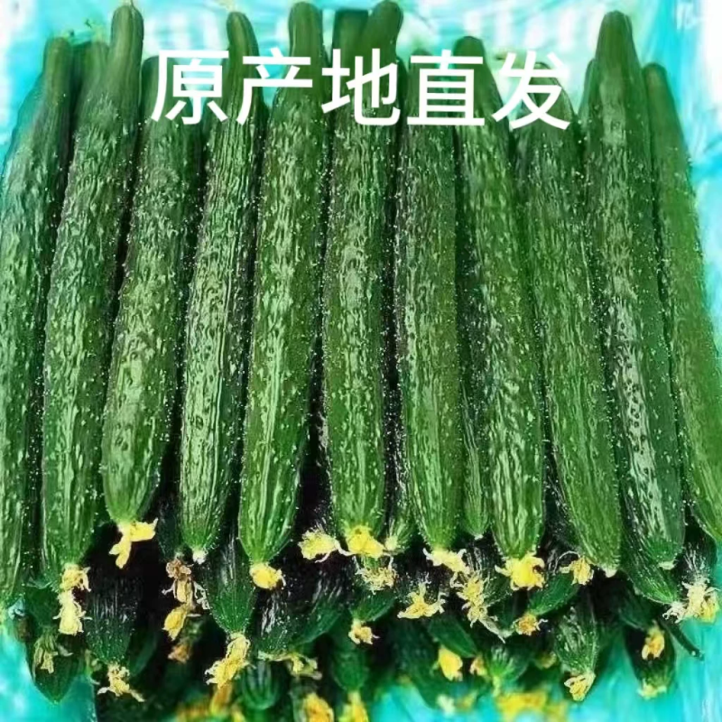 精品刺黄瓜，大量有货供应，对接各大市场商超电商