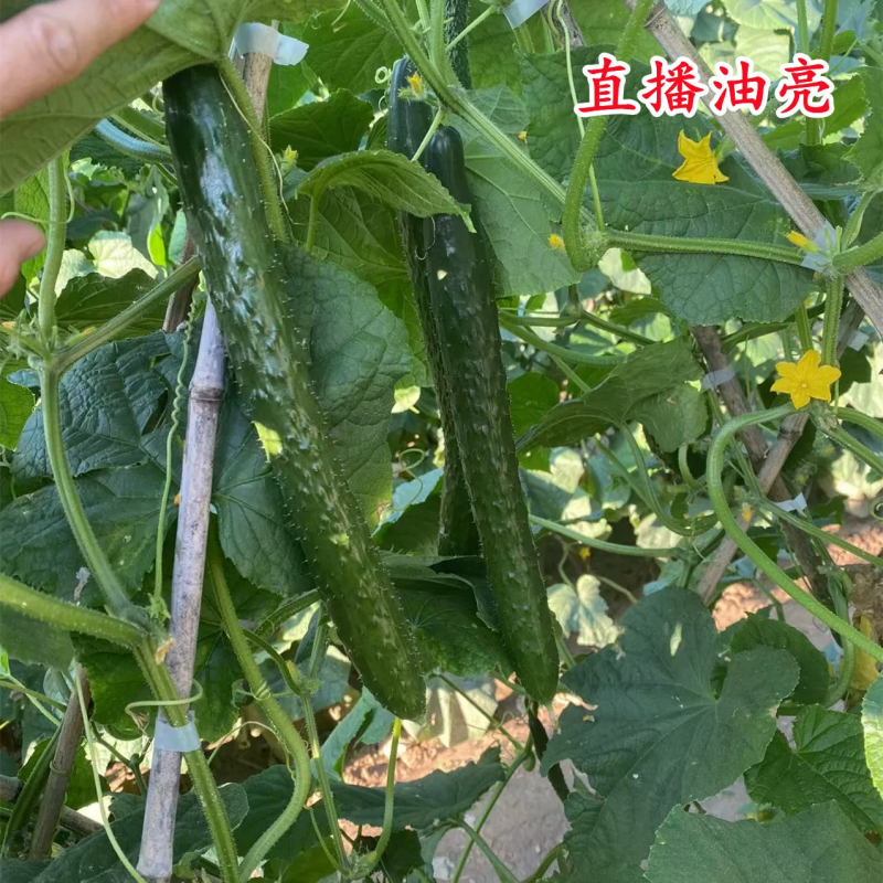 精品刺黄瓜，大量有货供应，对接各大市场商超电商