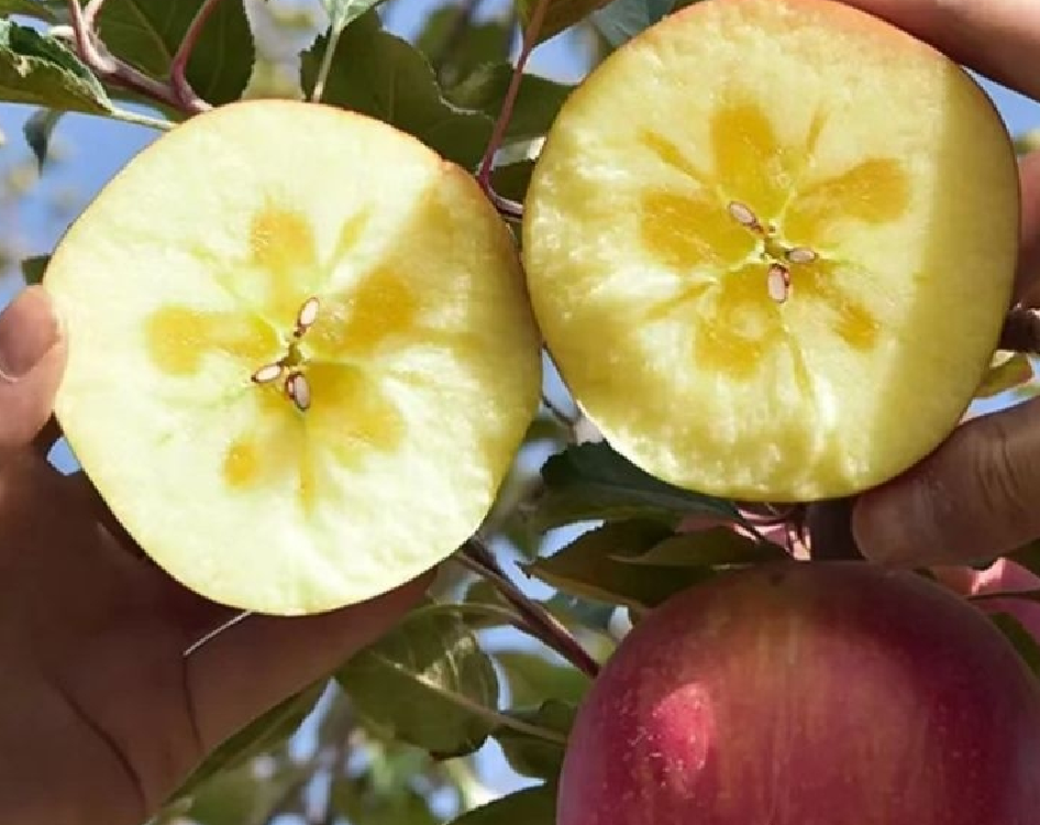 红富士苹果与青苹果的外观对比图