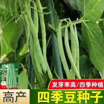 精品四季豆，大量有货供应，对接各大市场商超电商