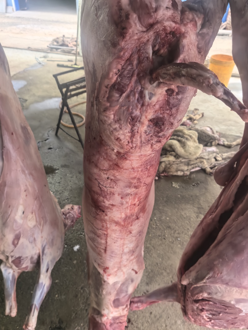满肉羊蝎子