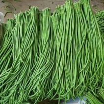 精品缸豆，大量有货供应，对接各大市场商超电商