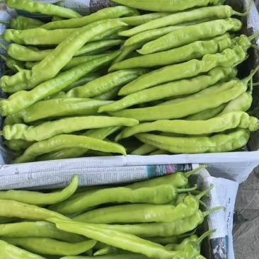 各种椒类蔬菜