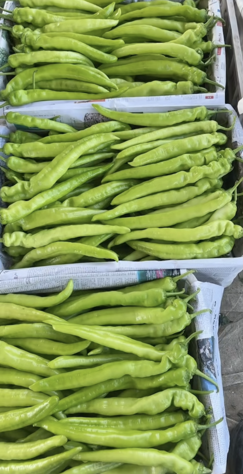 各种椒类蔬菜