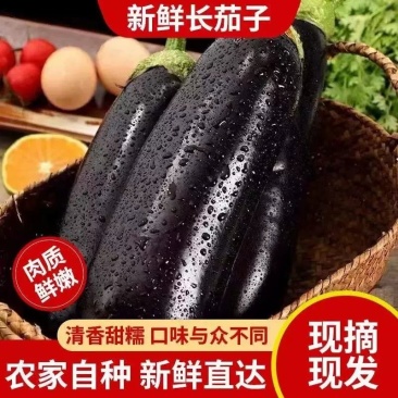 精品黑茄子，大量供应，对接各大市场商超电商。