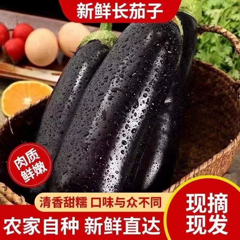 精品黑茄子，大量供应，对接各大市场商超电商。